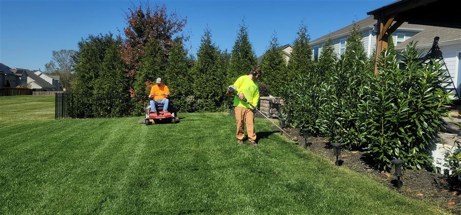 Hedges and shrubs being trimmed and shaped